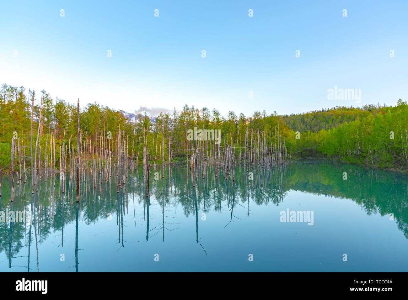 Blue pond (Aoiike) with reflection of tree in summer, located near ...