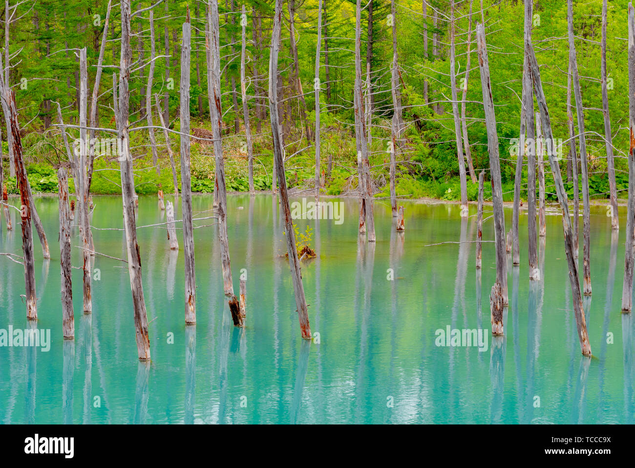 Blue pond (Aoiike) with reflection of tree in summer, located near ...