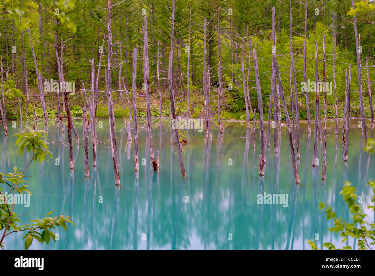Blue pond (Aoiike) with reflection of tree in summer, located near ...