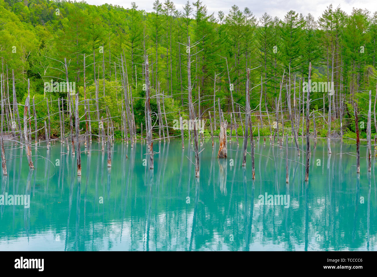 Blue pond (Aoiike) with reflection of tree in summer, located near ...