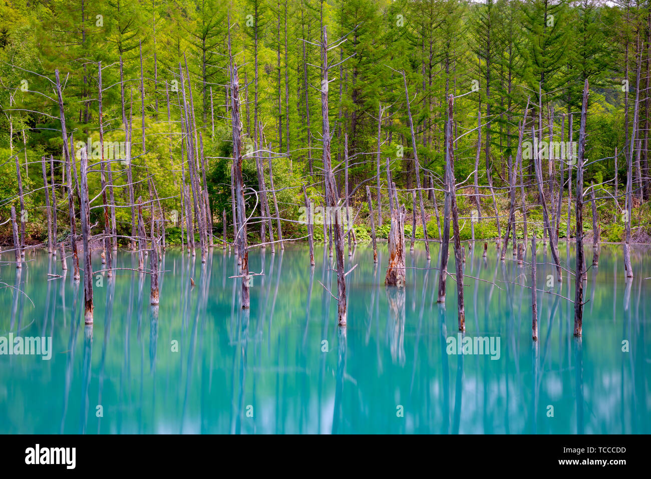 Blue pond (Aoiike) with reflection of tree in summer, located near ...