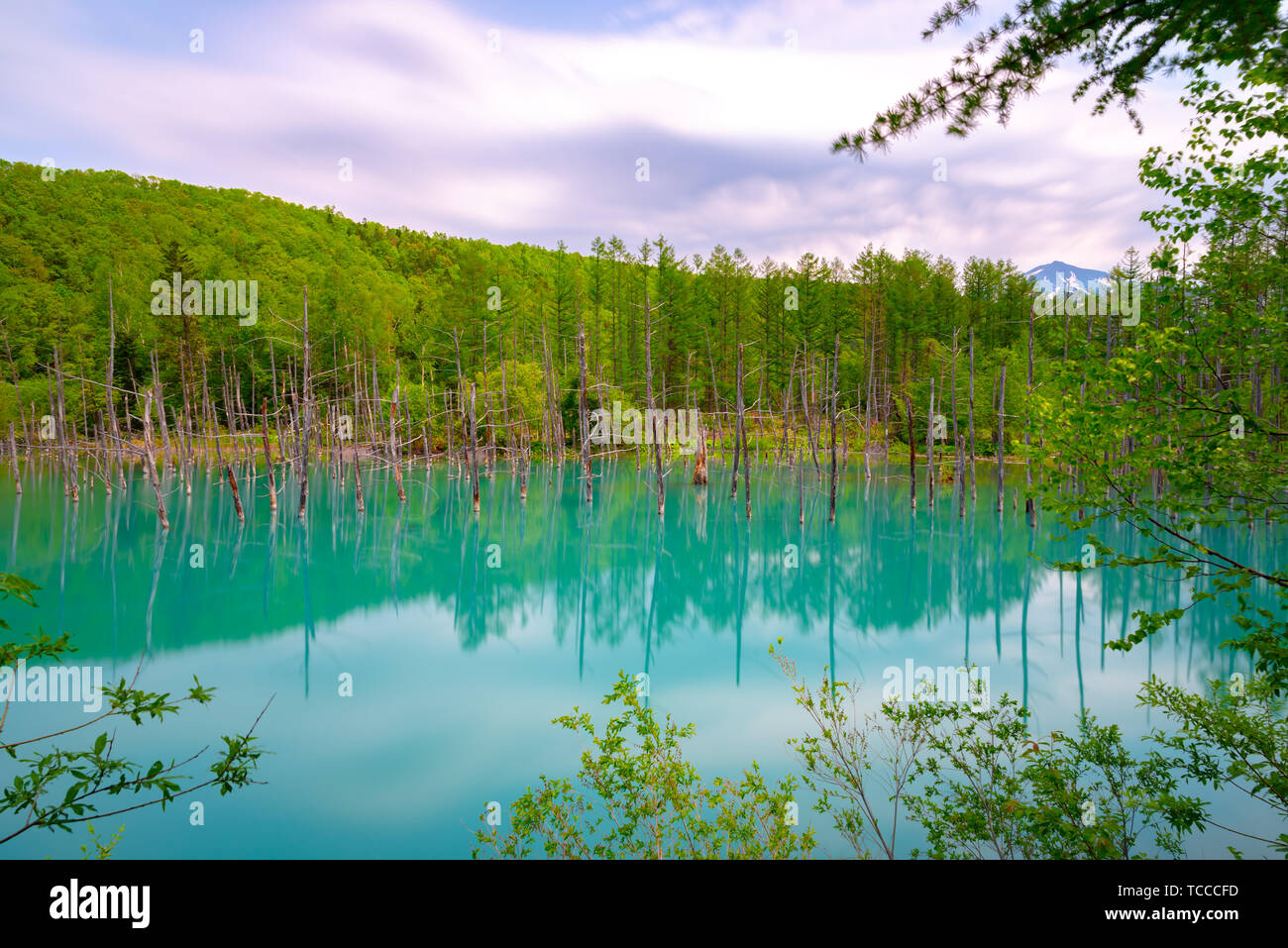 Blue pond (Aoiike) with reflection of tree in summer, located near ...