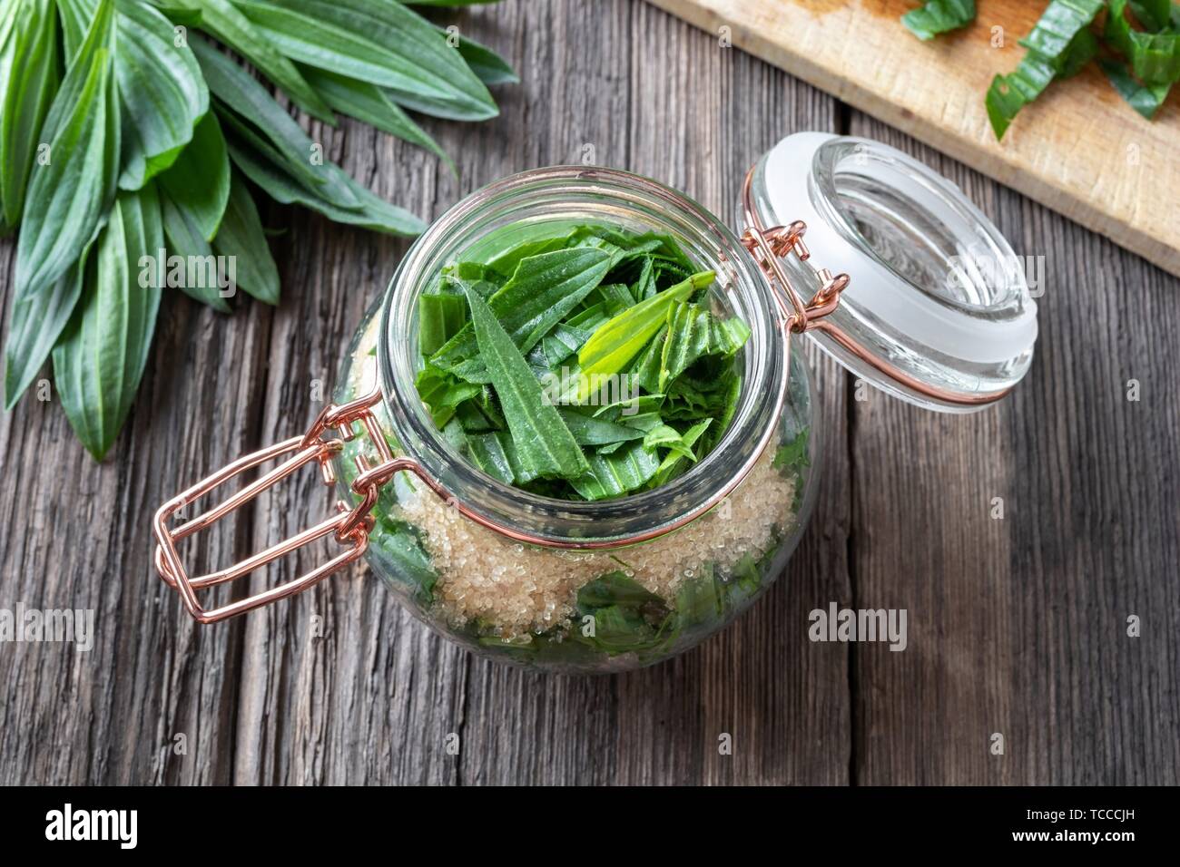 Preparation of ribwort plantain syrup against cough in a jar. Stock Photo