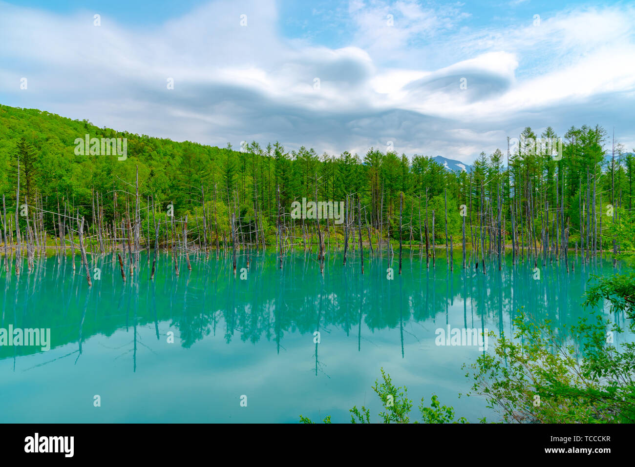Blue pond (Aoiike) with reflection of tree in summer, located near ...