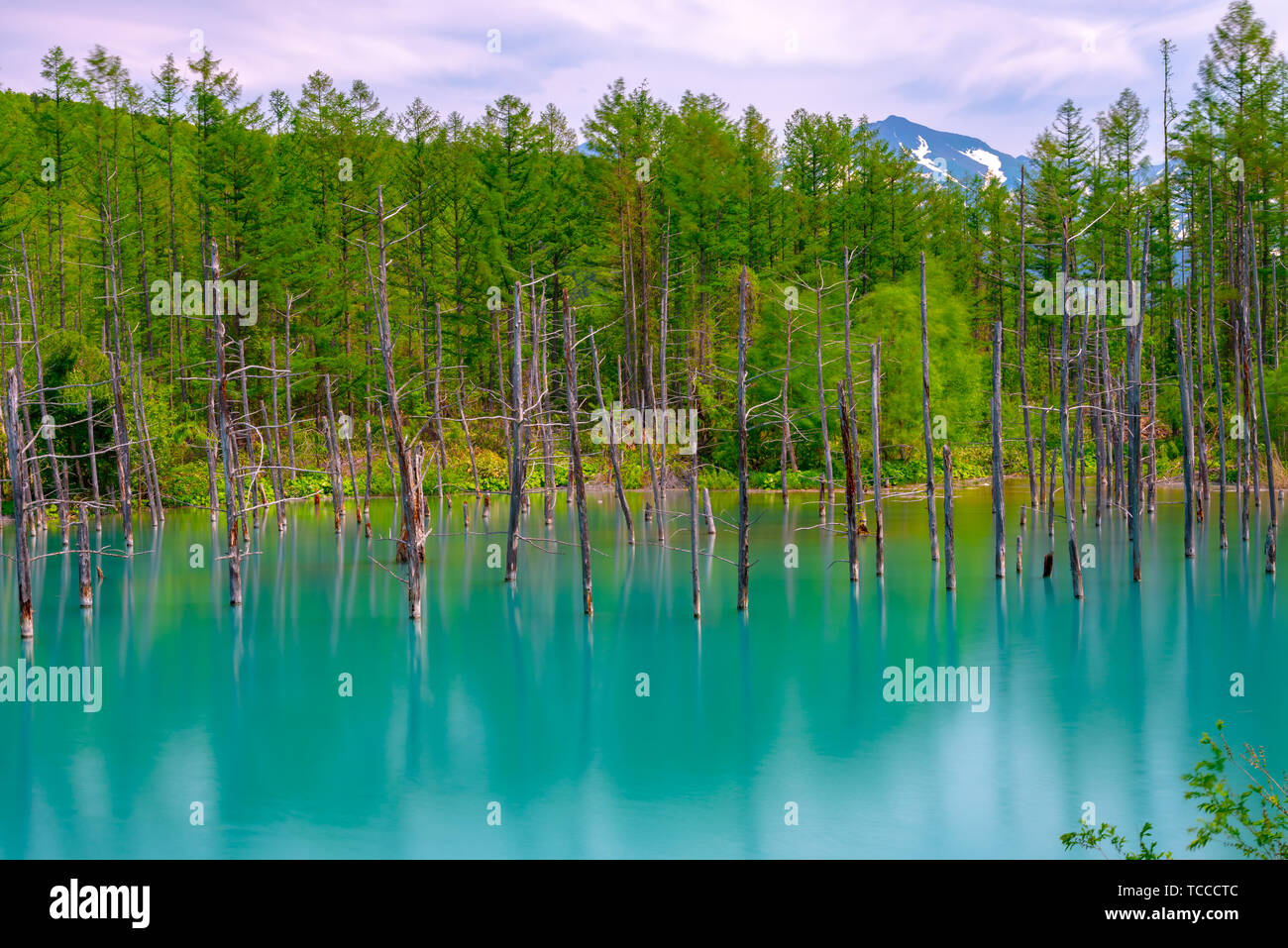Blue pond (Aoiike) with reflection of tree in summer, located near ...