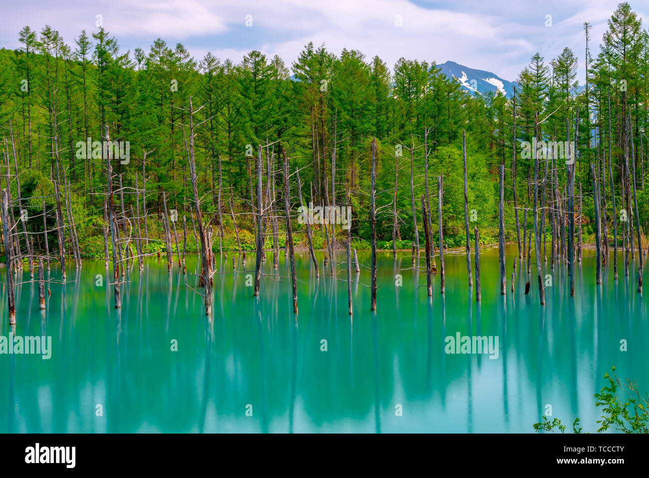 Blue pond (Aoiike) with reflection of tree in summer, located near ...