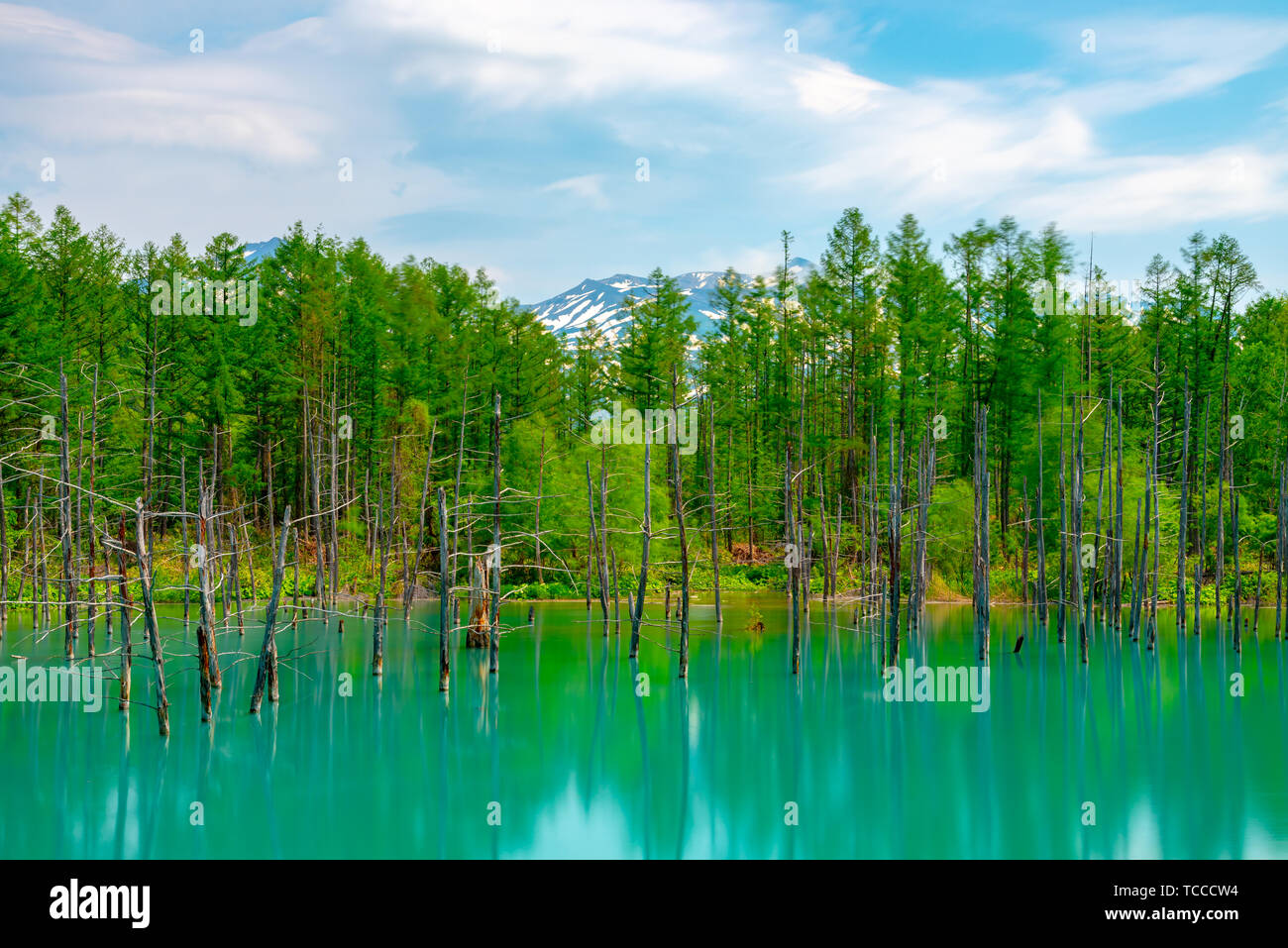Blue pond (Aoiike) with reflection of tree in summer, located near ...