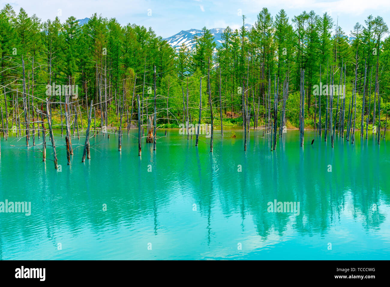 Blue pond (Aoiike) with reflection of tree in summer, located near ...