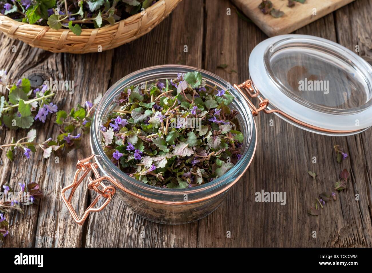 Preparation of homemade ground-ivy syrup against cough. Stock Photo