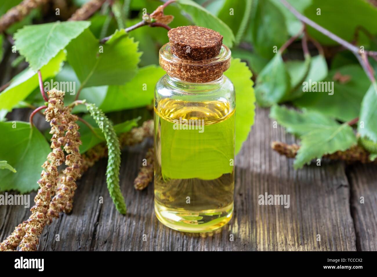 A bottle of essential oil with fresh birch branches. Stock Photo