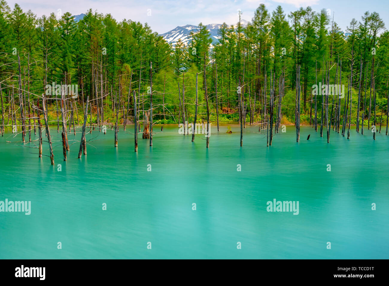 Blue pond (Aoiike) with reflection of tree in summer, located near ...
