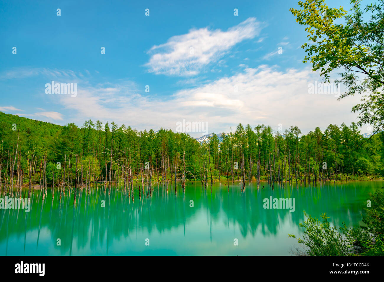Blue pond (Aoiike) with reflection of tree in summer, located near ...