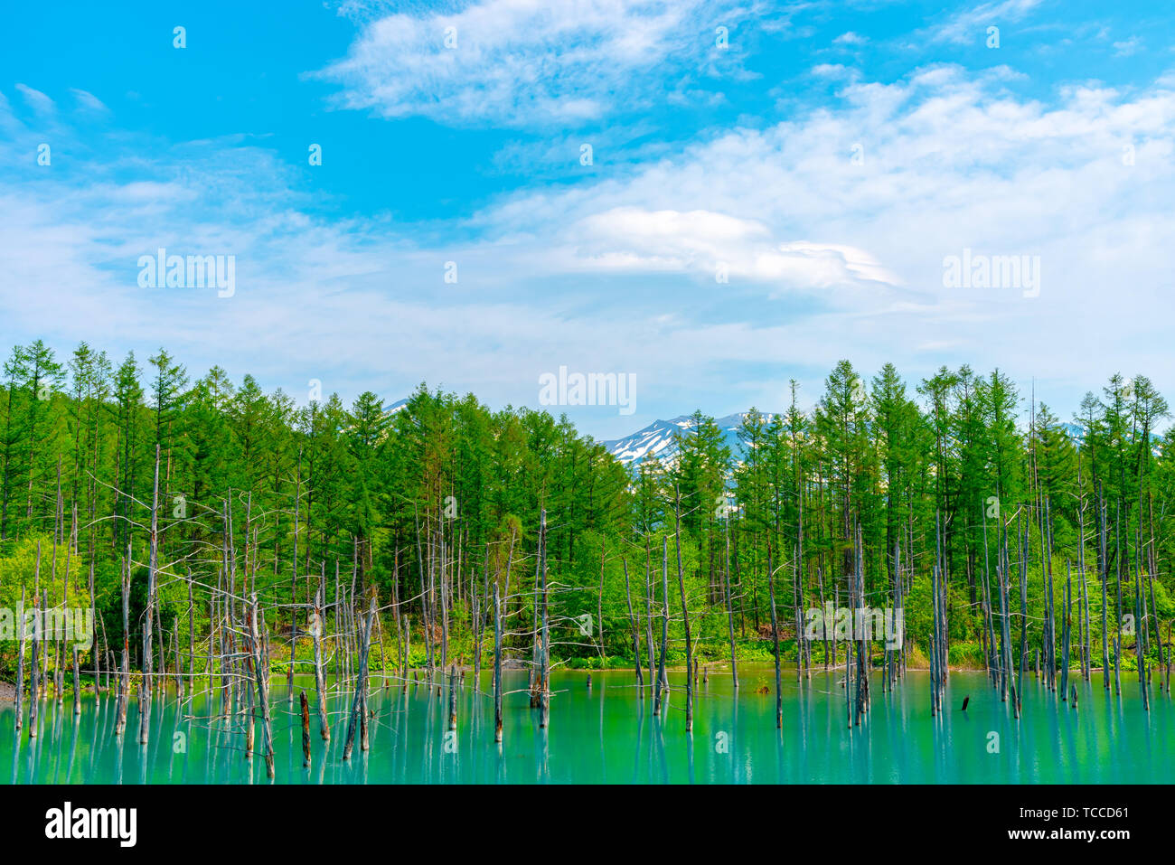 Blue pond (Aoiike) with reflection of tree in summer, located near ...
