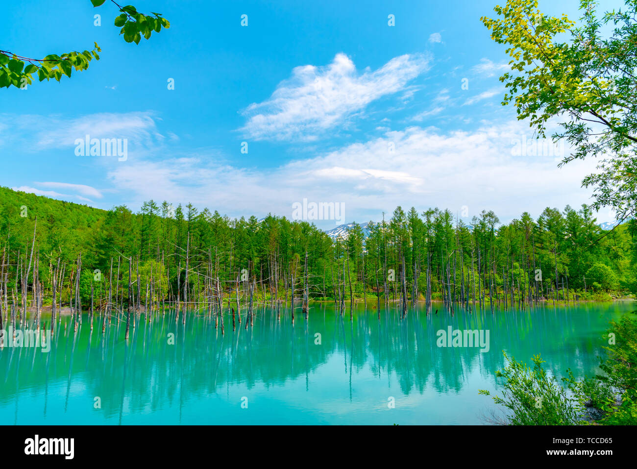 Blue pond (Aoiike) with reflection of tree in summer, located near ...