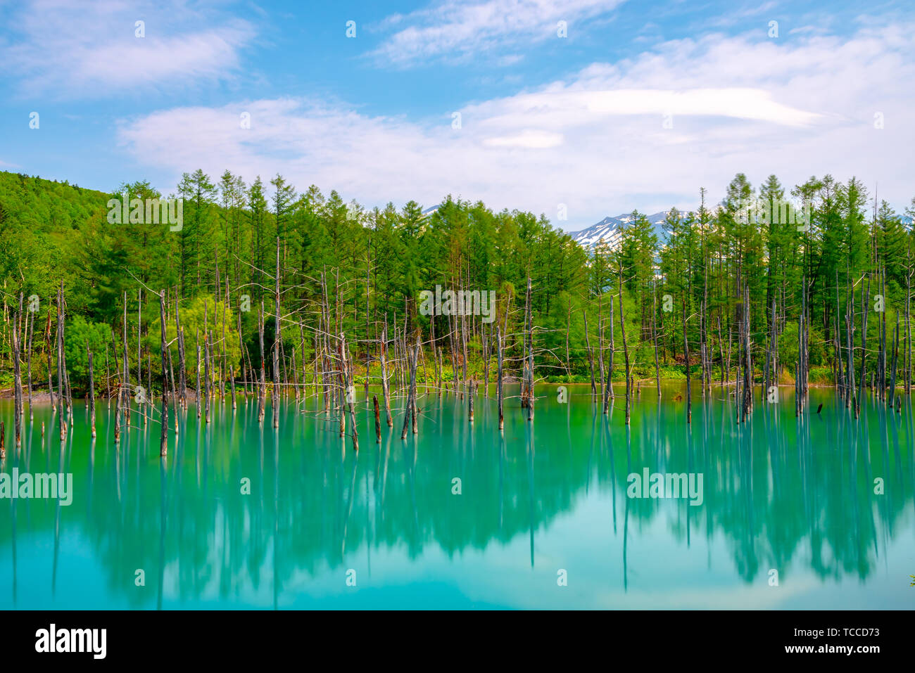 Blue pond (Aoiike) with reflection of tree in summer, located near ...