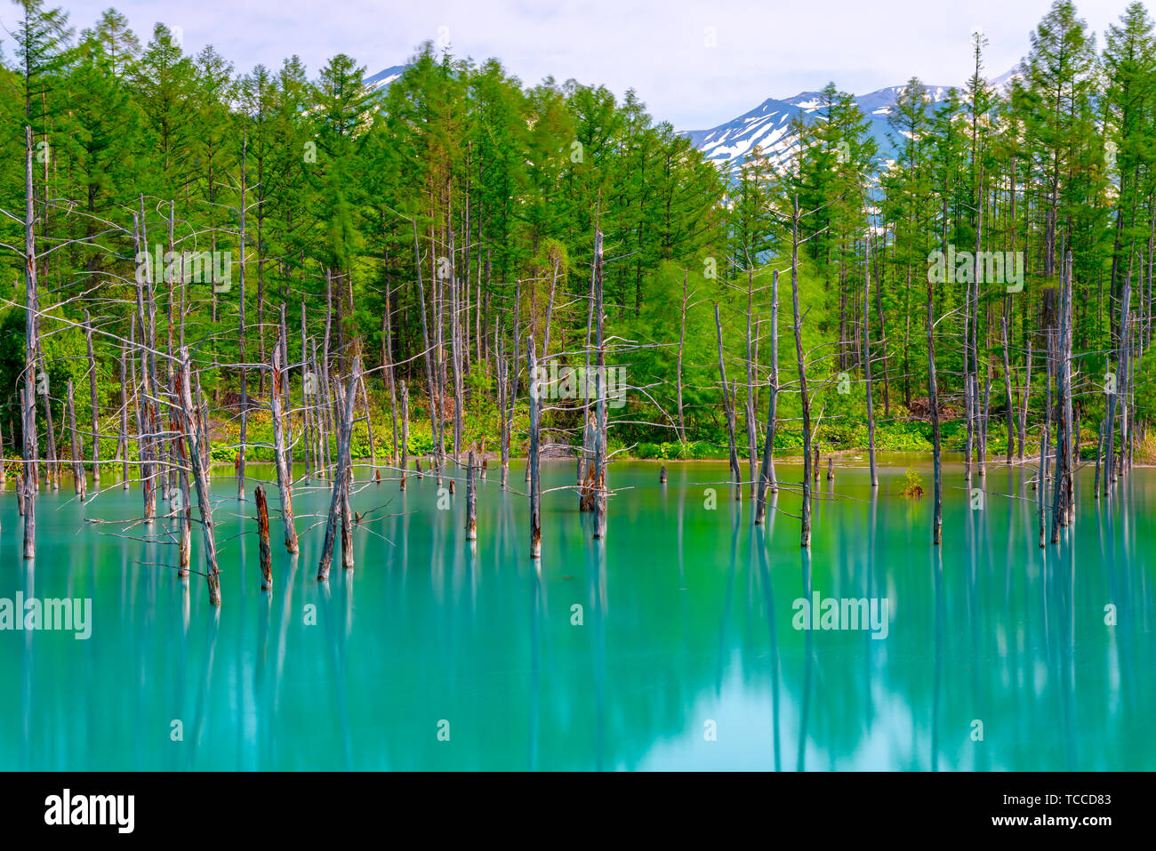 Blue pond (Aoiike) with reflection of tree in summer, located near ...
