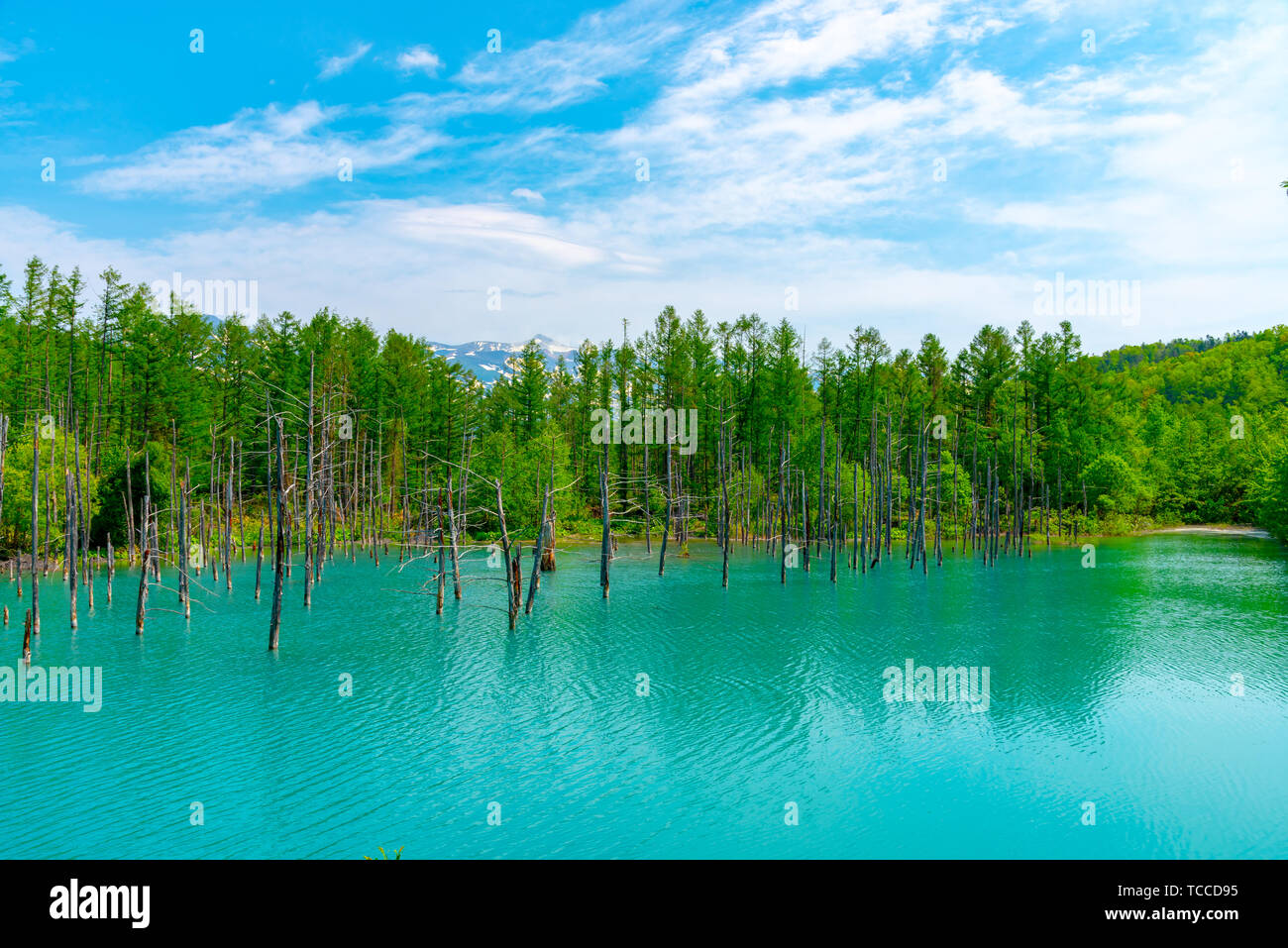 Blue pond (Aoiike) with reflection of tree in summer, located near ...