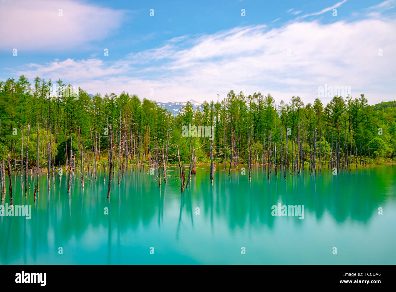 Blue pond (Aoiike) with reflection of tree in summer, located near ...