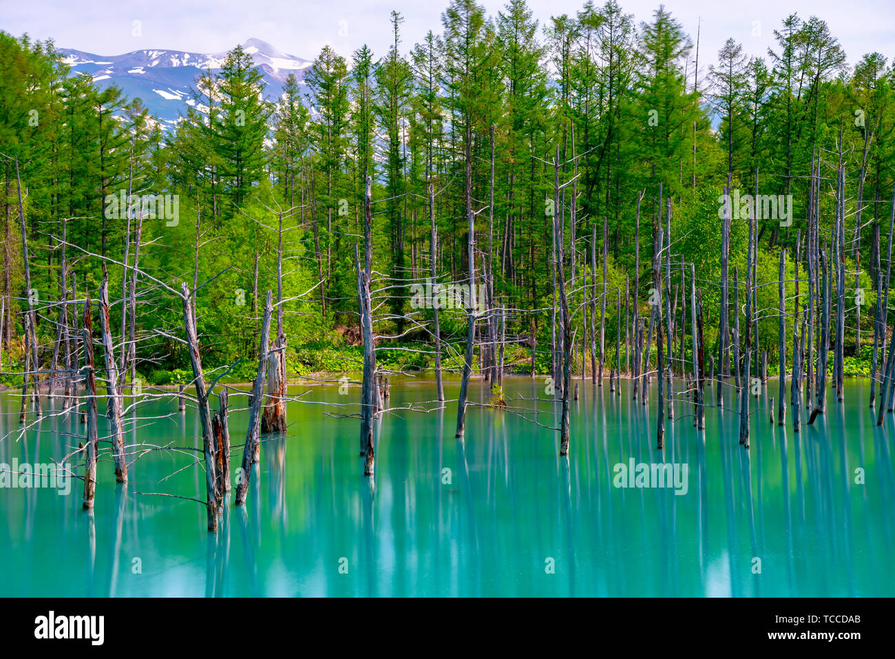 Blue pond (Aoiike) with reflection of tree in summer, located near ...