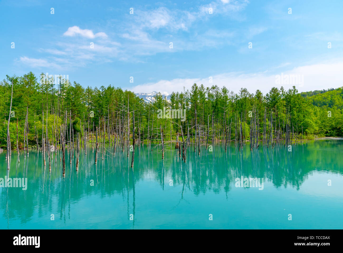 Blue pond (Aoiike) with reflection of tree in summer, located near ...