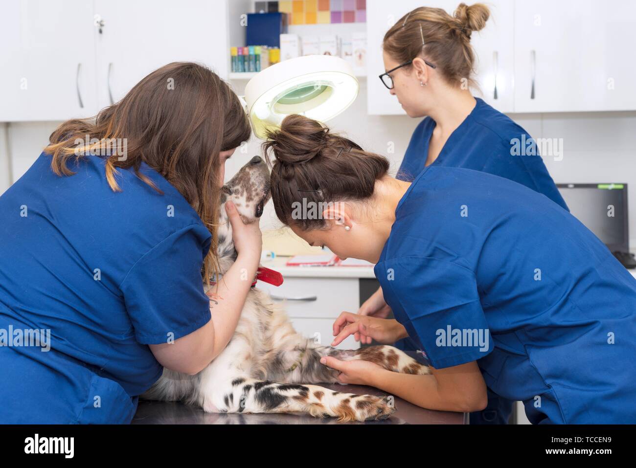 Intravenous cannula hires stock photography and images Alamy