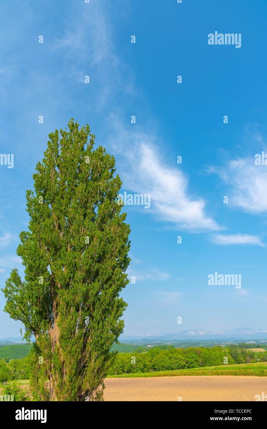 Ken & Mary tree, a large poplar tree. Famous spot in Biei Town, Hokkaido, Japan Stock Photo