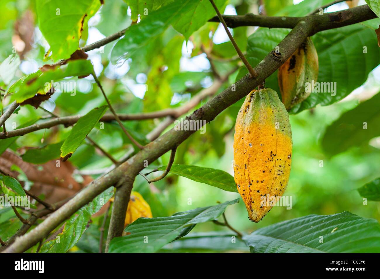 Trinitario cocoa (Theobroma cacao) pods on Sumatra, Indonesia. Stock Photo