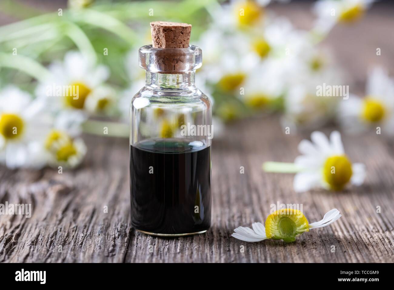A bottle of dark blue German chamomile essential oil with a fresh