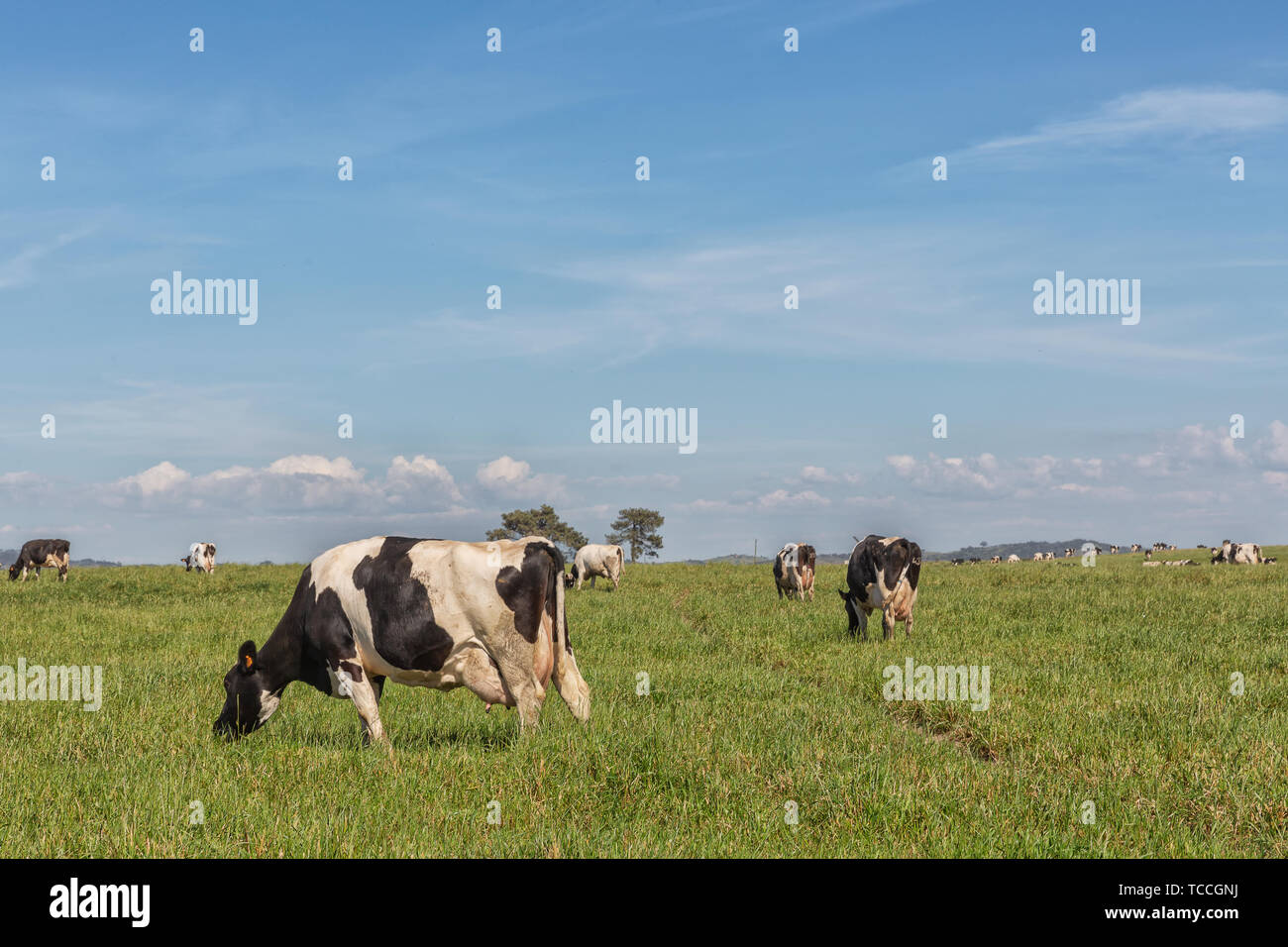 Dairy cows of the Holstein breed Friesian, grazing on green field Stock ...