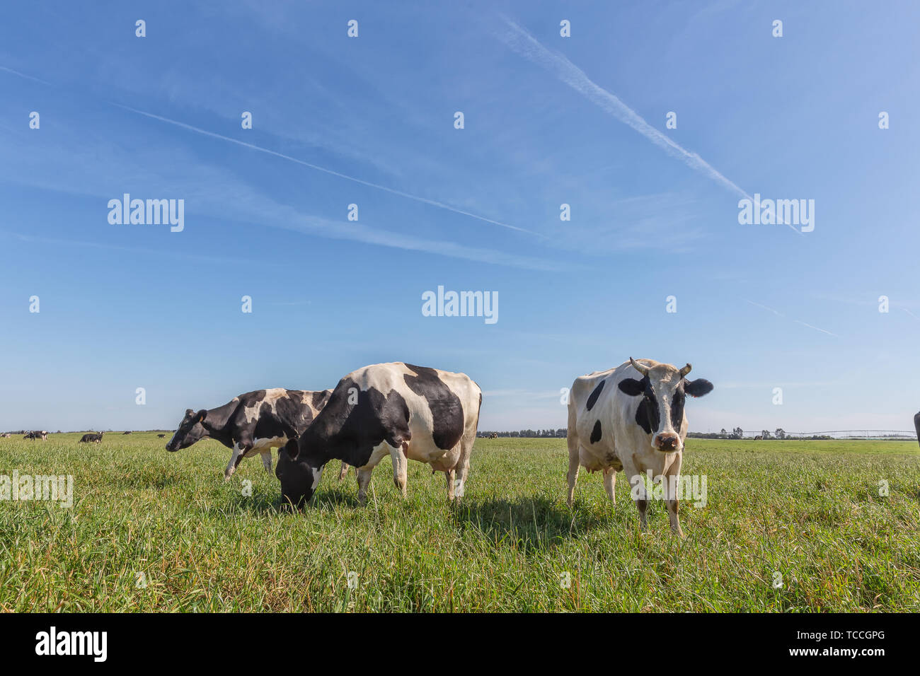 Dairy cows of the Holstein breed Friesian, grazing on green field Stock ...