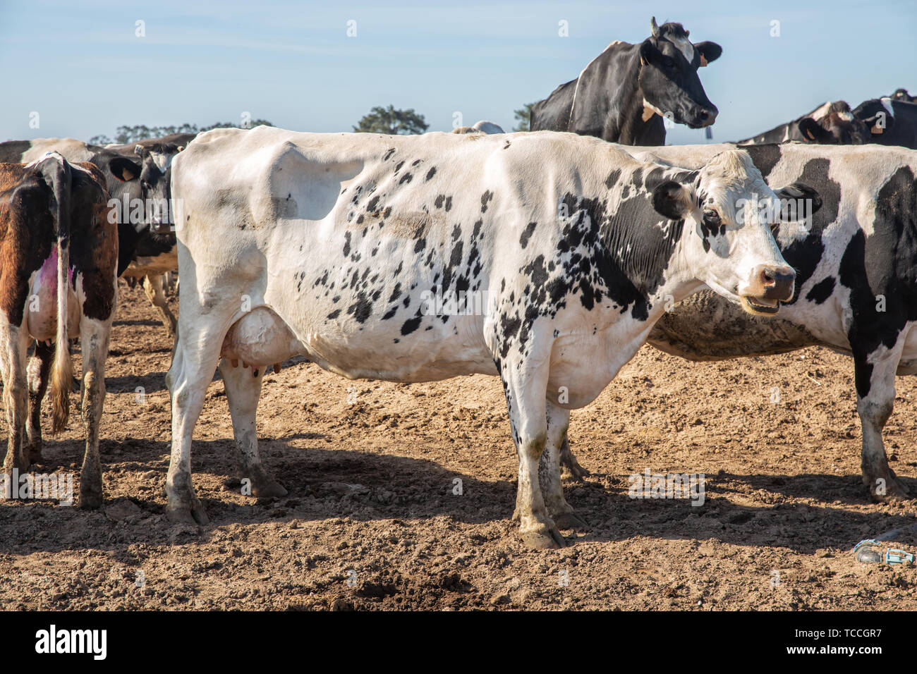 Dairy cows of the Holstein breed Friesian, grazing on field Stock Photo ...