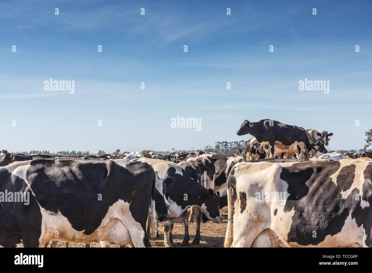 Dairy cows of the Holstein breed Friesian, grazing on field Stock Photo ...
