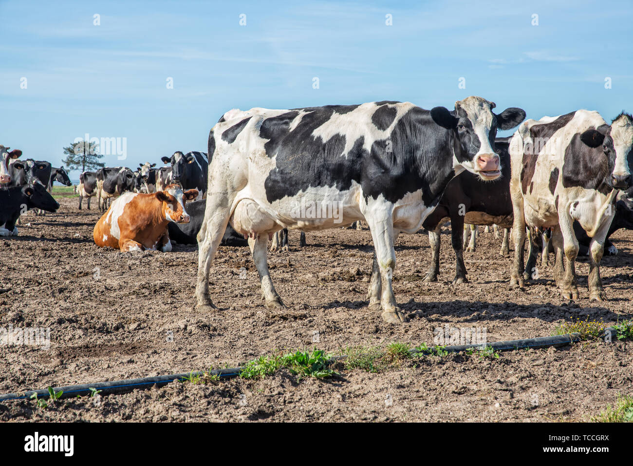 Dairy cows of the Holstein breed Friesian, grazing on field Stock Photo ...