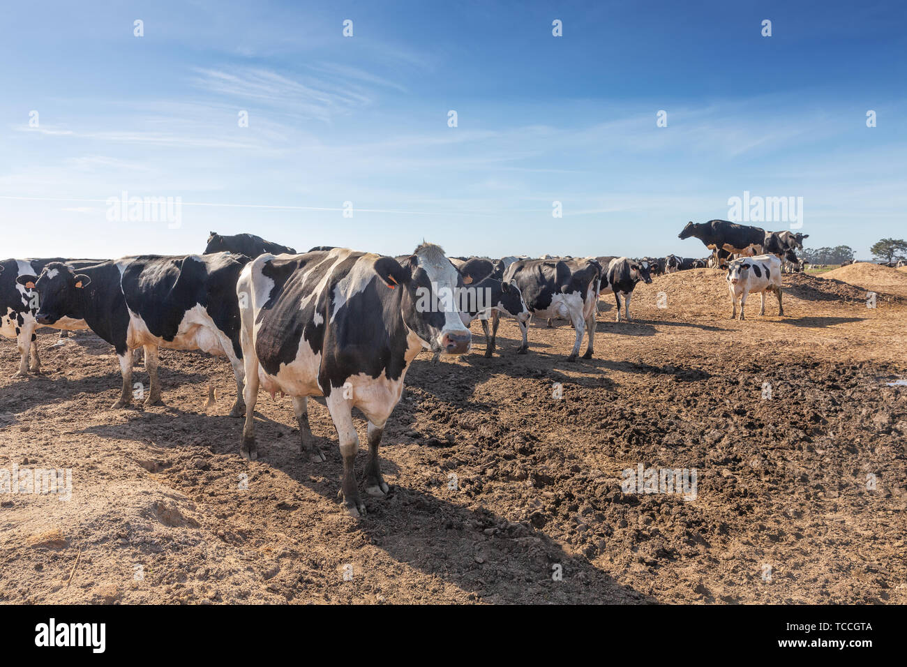 Dairy cows of the Holstein breed Friesian, grazing on field Stock Photo ...