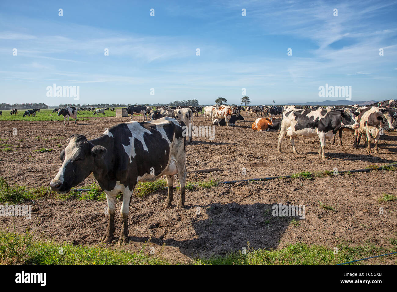 Dairy cows of the Holstein breed Friesian, grazing on field Stock Photo ...