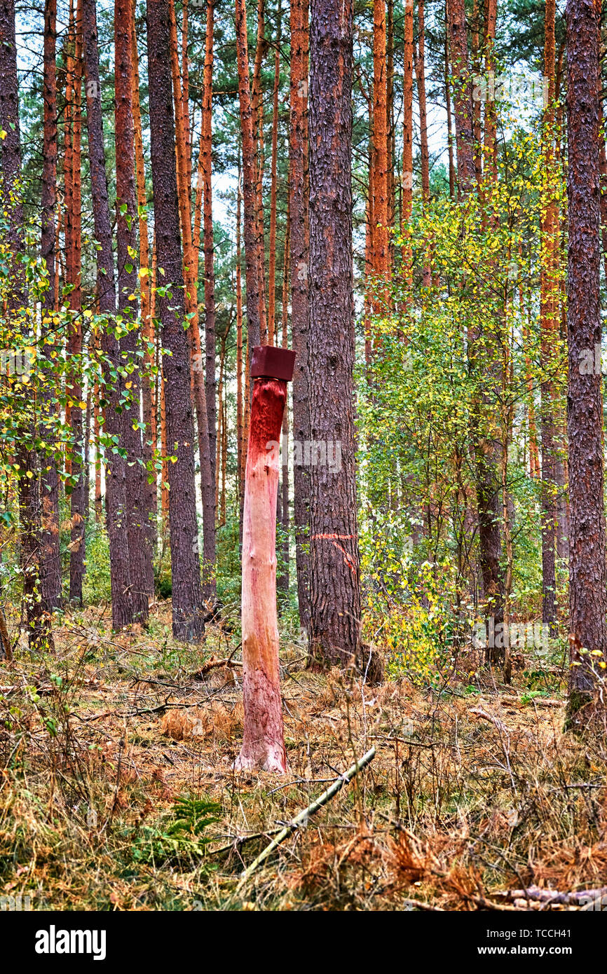 A salt stone in the forest. A lickstone for wild animals such as deer that is mounted on a tree trunk. Stock Photo