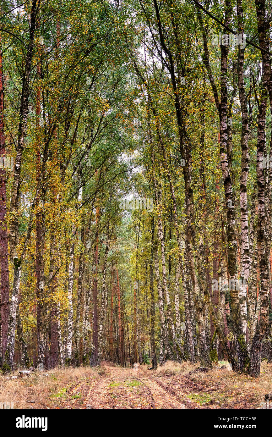 View of a path in the birch forest Stock Photo - Alamy