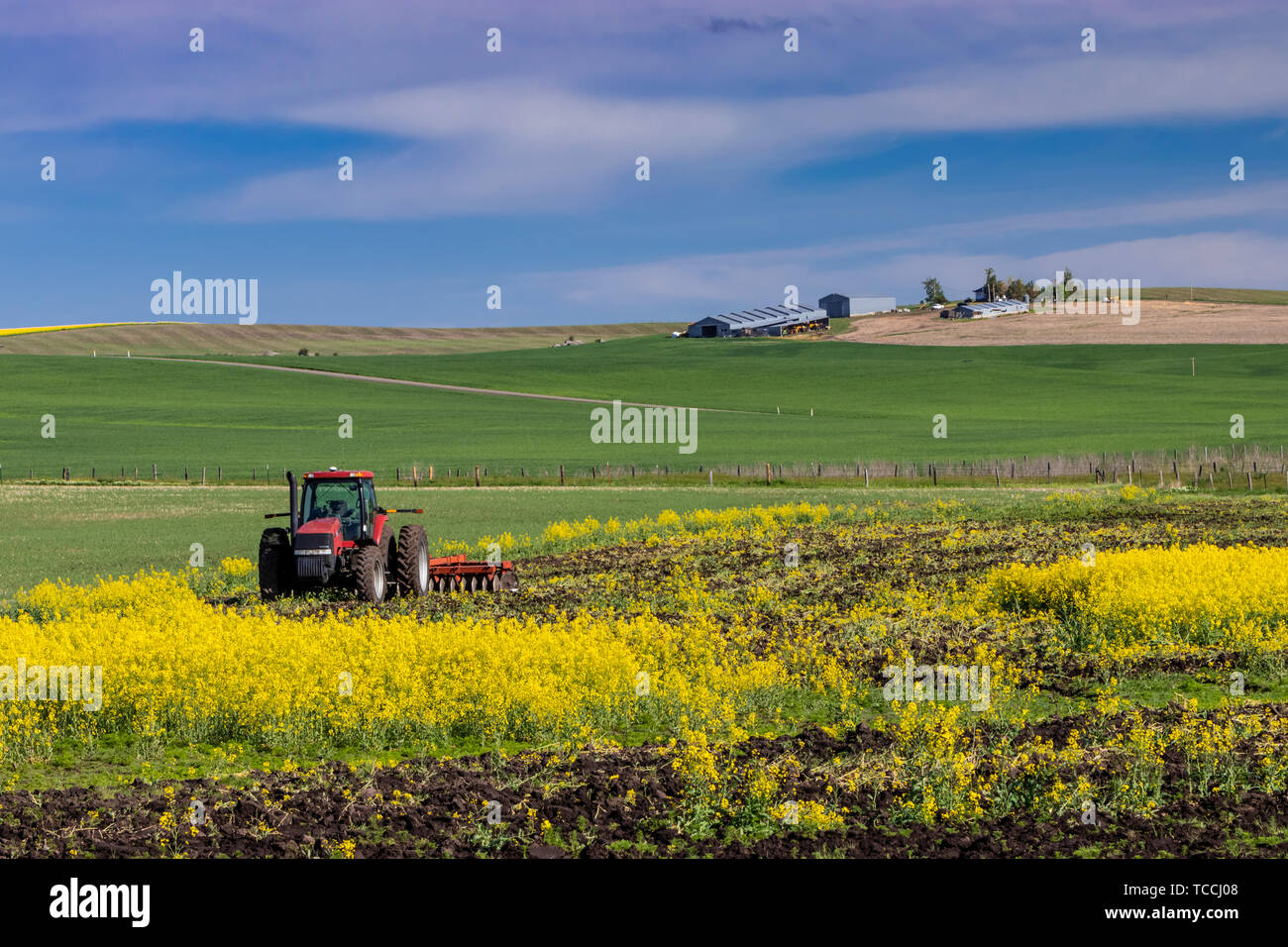 A farm tractor and blooming canola near Grangeville, Idaho, USA, America. Stock Photo