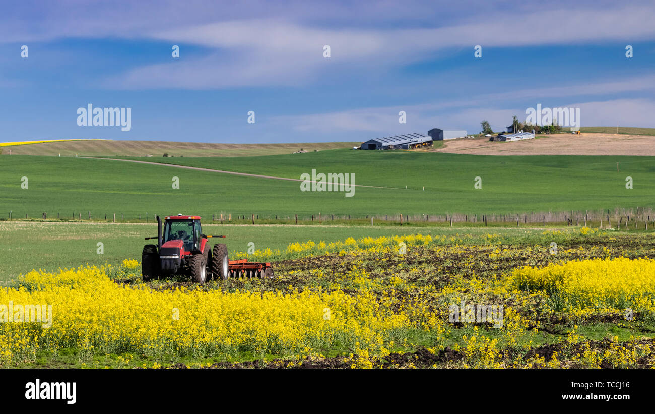 A farm tractor and blooming canola near Grangeville, Idaho, USA, America. Stock Photo