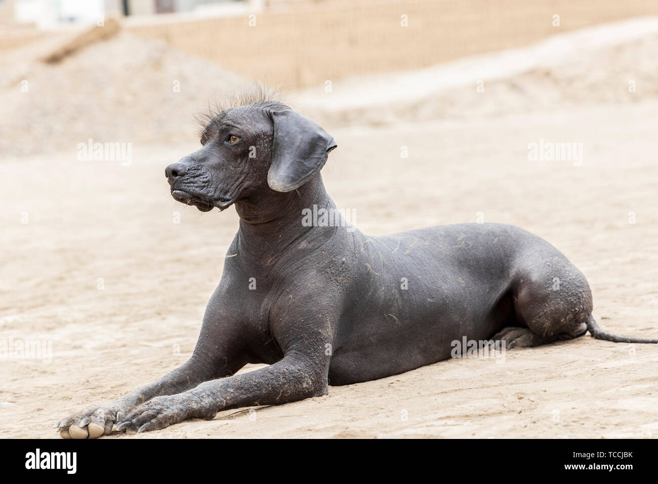 Peruvian hairless dog at Huaca Pucllana, pre Columbian, pre Inca, pyramid temple, tomb and administrative center, frog shaped, adobe mound, and museum Stock Photo