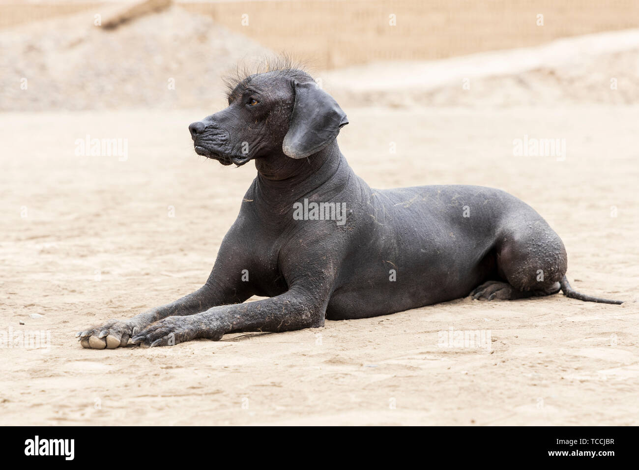 Peruvian hairless dog at Huaca Pucllana, pre Columbian, pre Inca, pyramid temple, tomb and administrative center, frog shaped, adobe mound, and museum Stock Photo