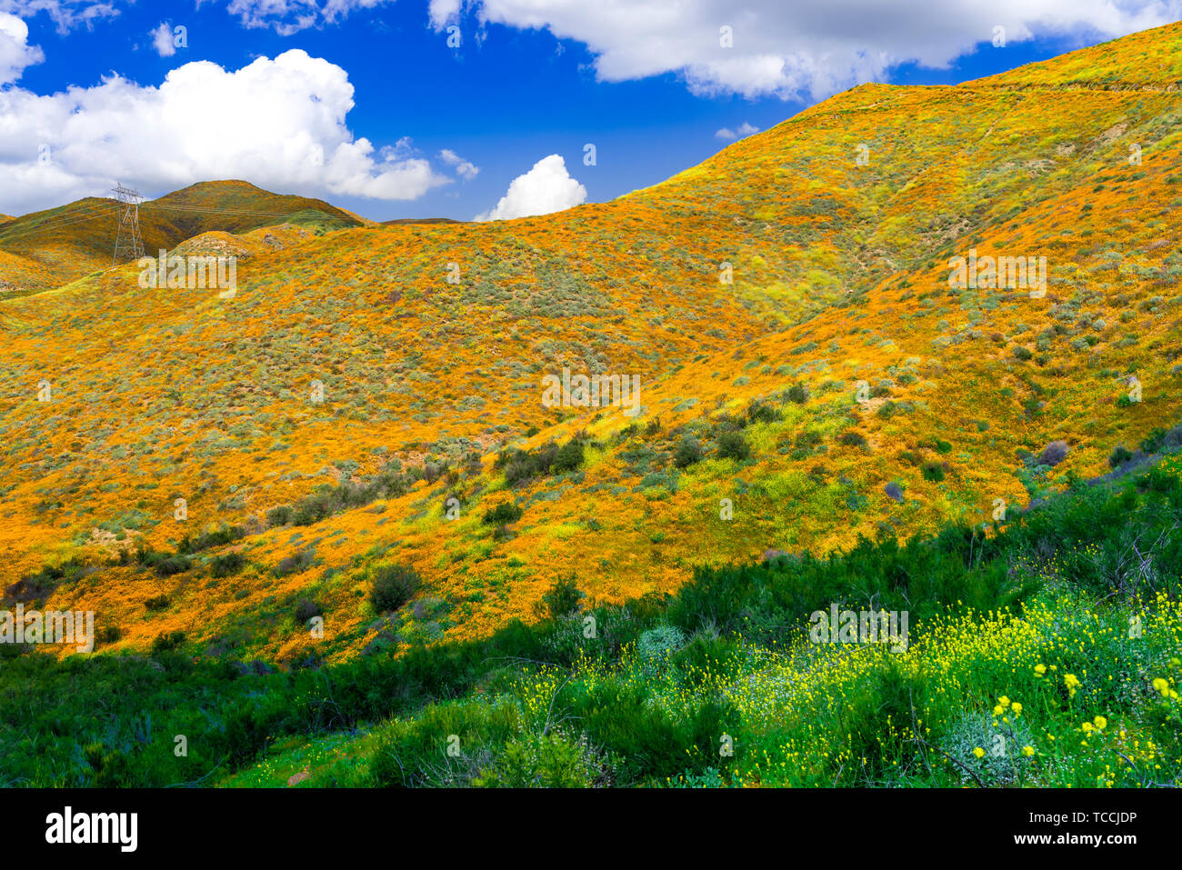 California Poppies in Walker Canyon, Lake Elsinore, Superbloom of 2019, Riverside, California, USA. Stock Photo