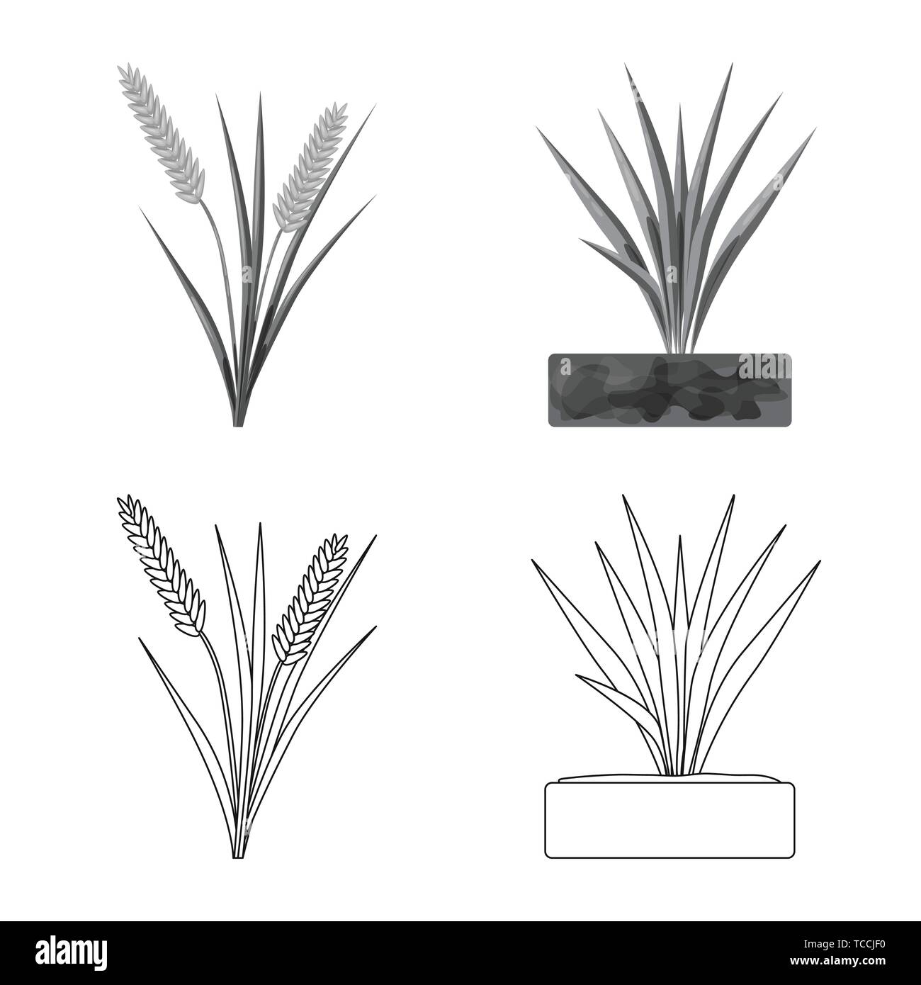 Rice Panicle Stock Vector Images - Alamy
