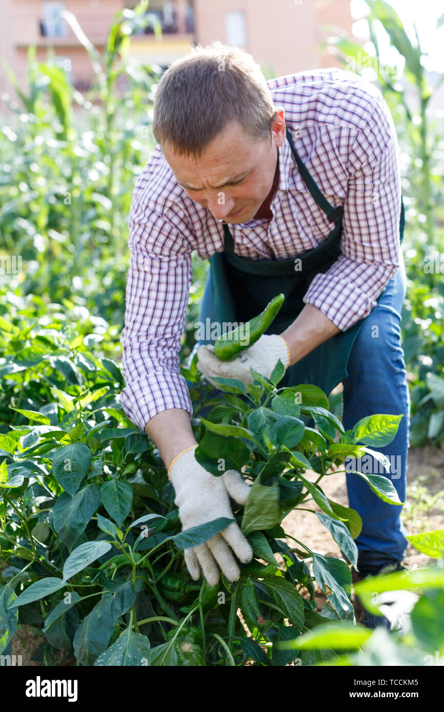 Portrait of positive worker taking care of pepper plants on farm Stock ...