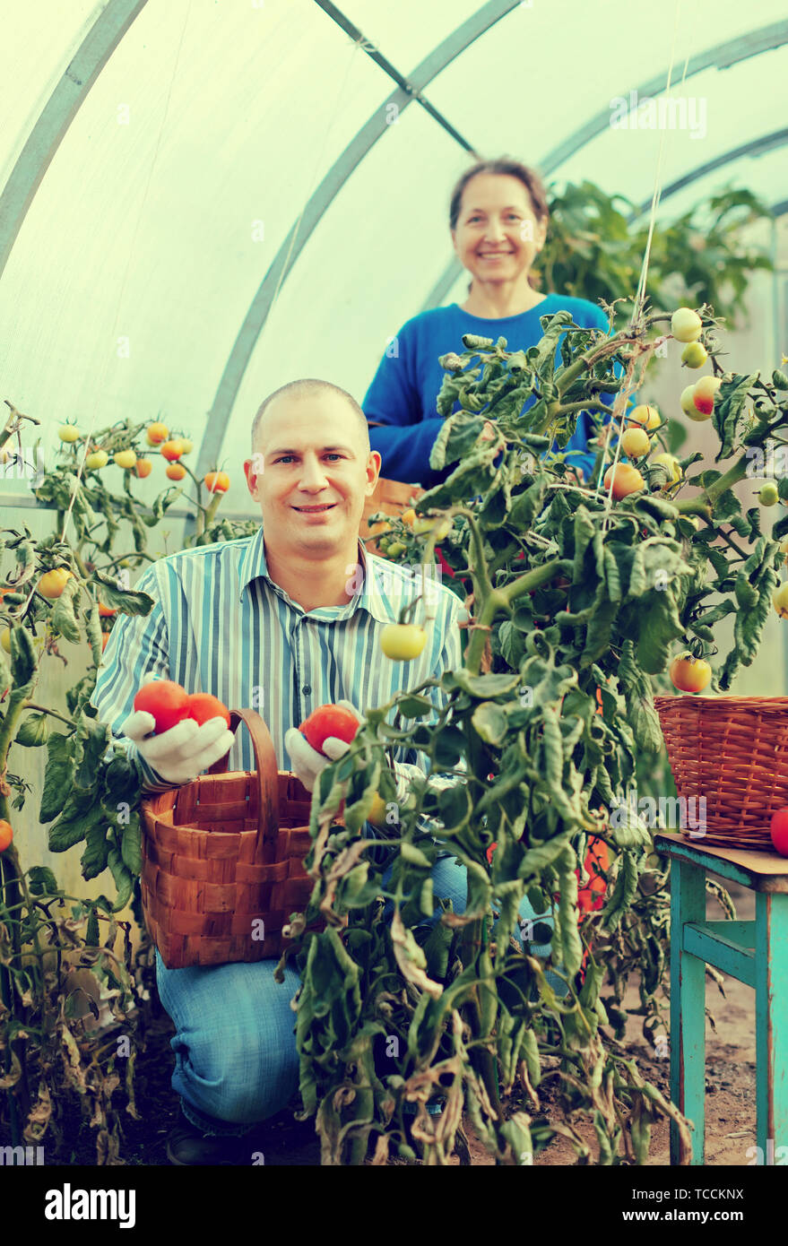 Man and woman picking tomato in greenhouse Stock Photo - Alamy