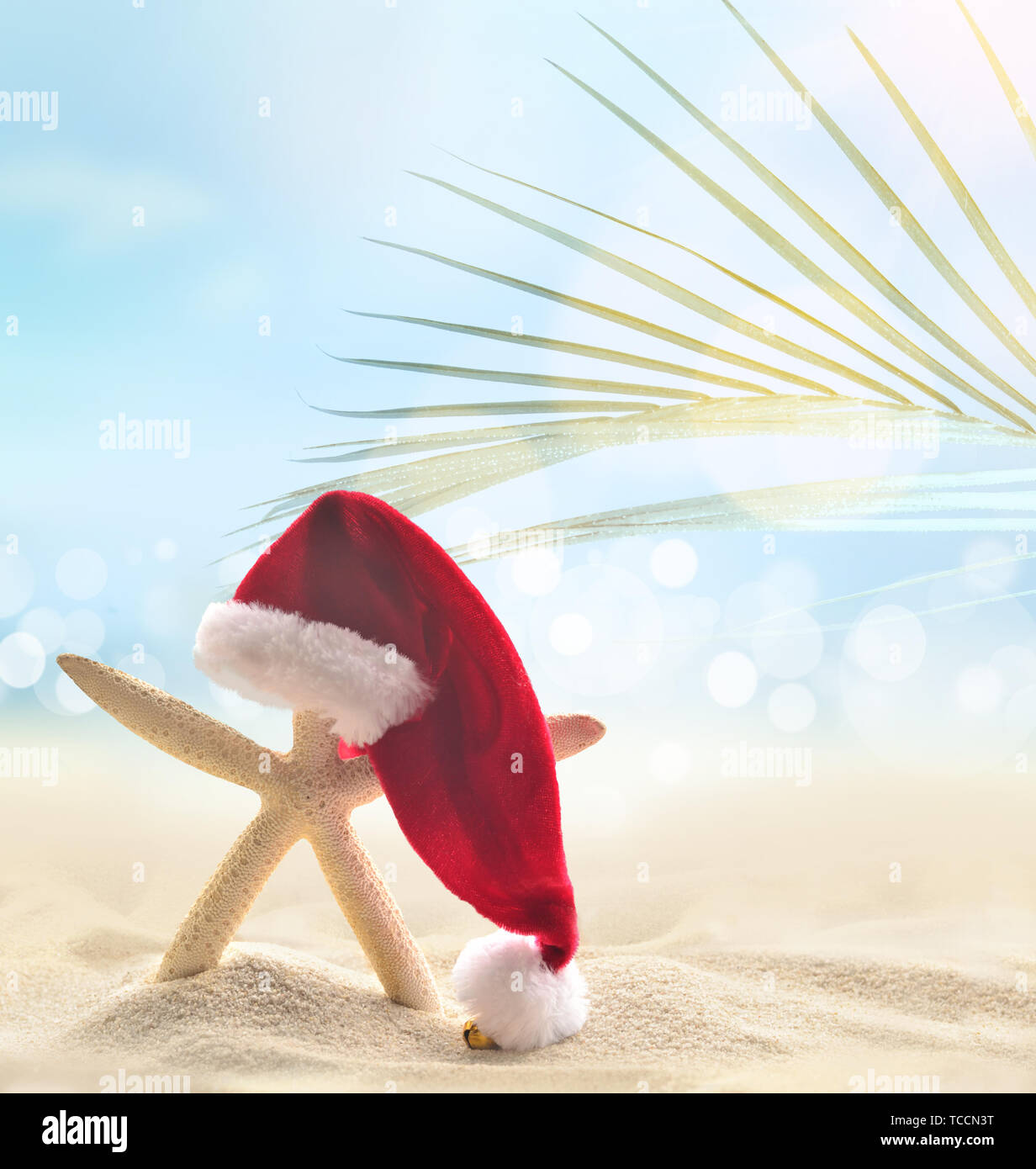 Starfish in Santa hat on the summer 