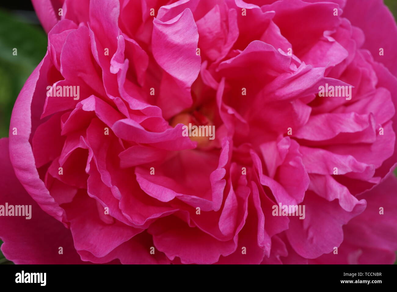 Pink peonies fully blossomed in close-up view Stock Photo