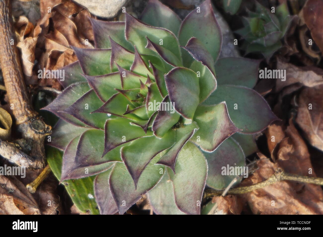 Succulent plant in the field in summer. Stock Photo