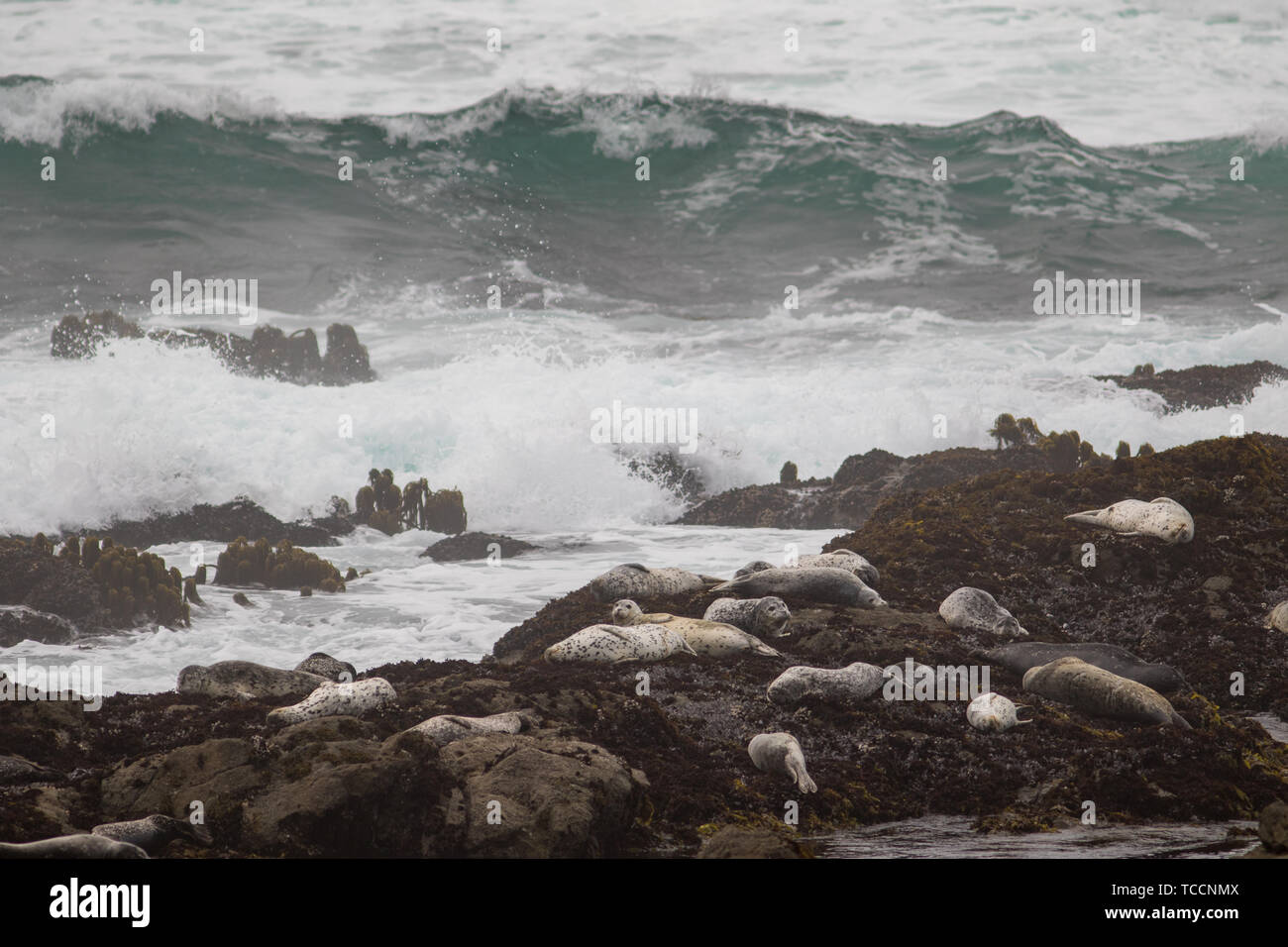 Harbor seals sleeping on rocks above crashing waves Stock Photo - Alamy