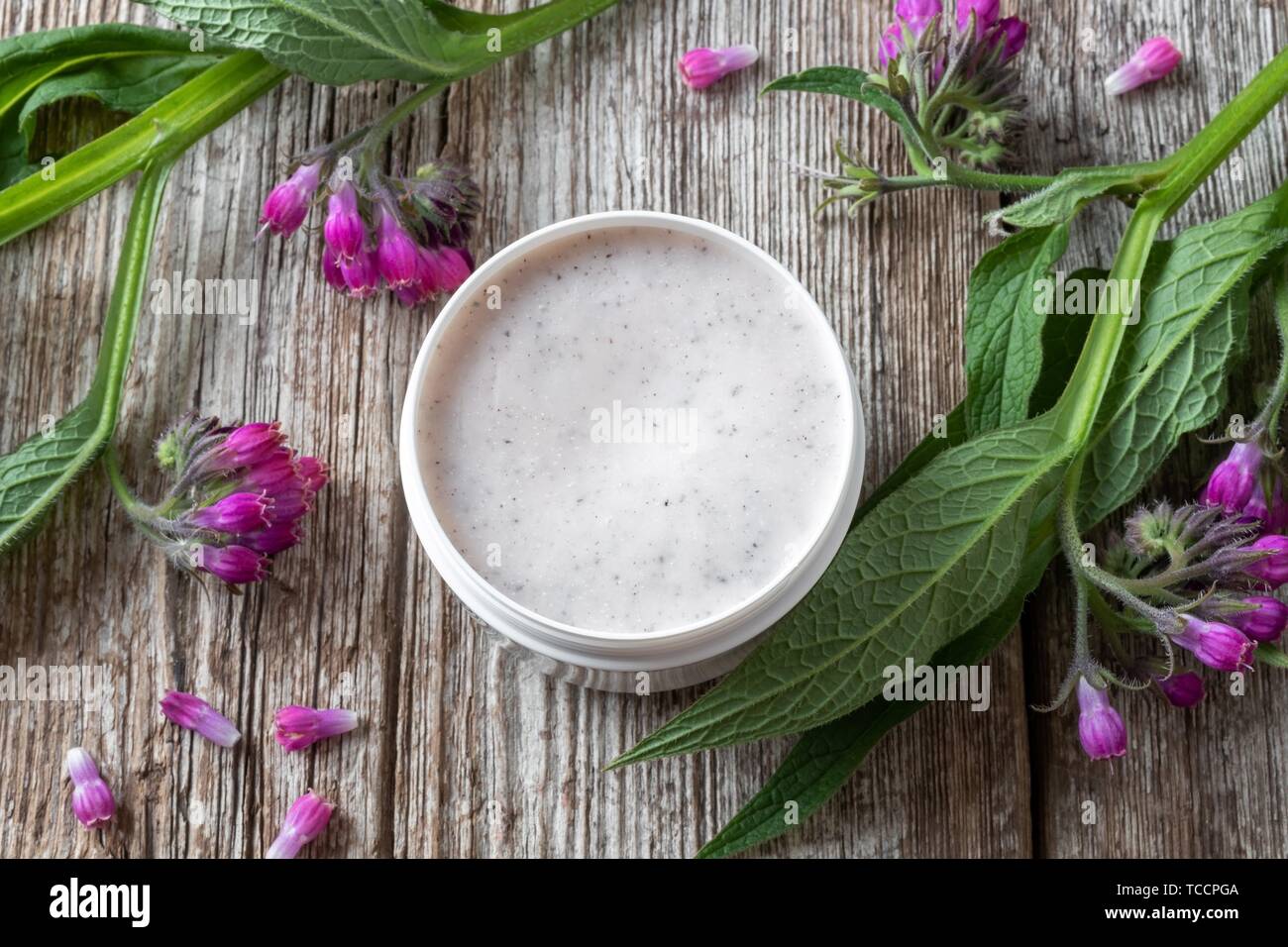 A jar of comfrey root ointment with fresh blooming symphytum officinale plant. Stock Photo